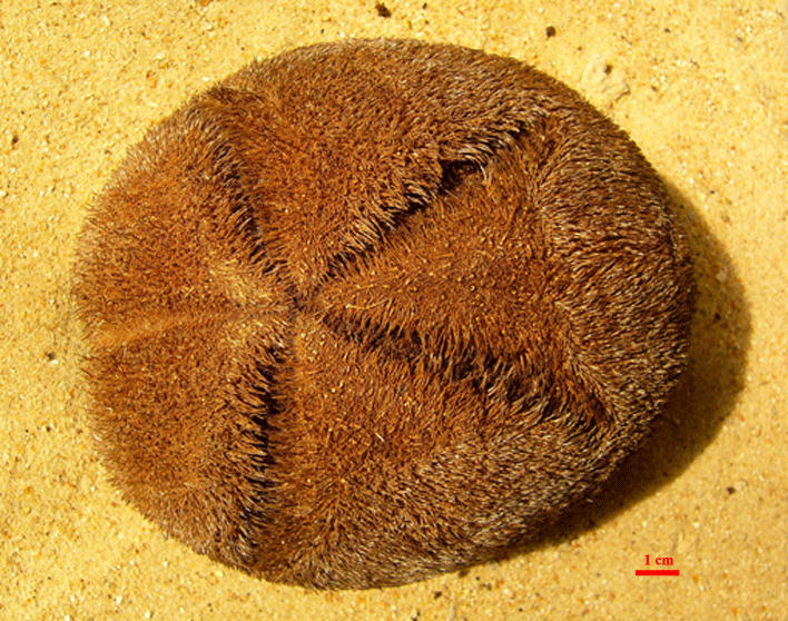 Meoma ventricosa